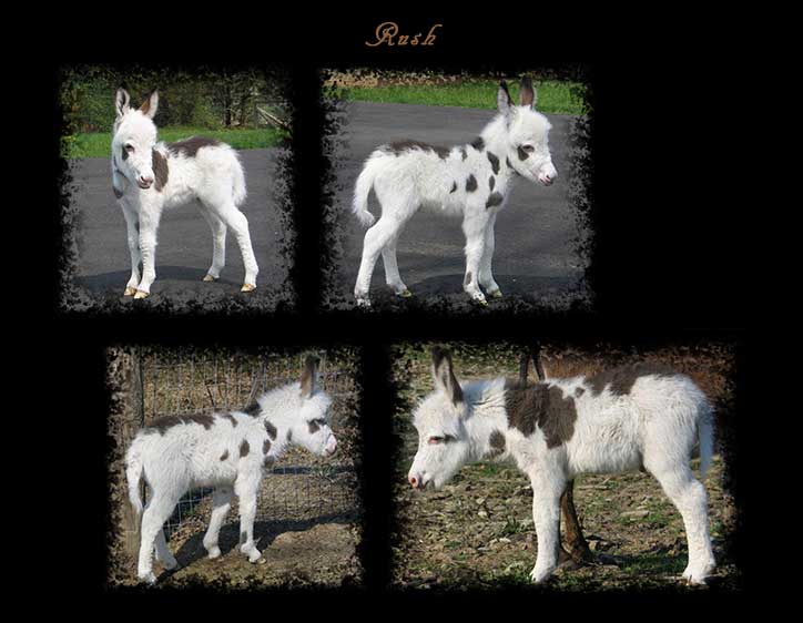 Critter Haven Farm Miniature Donkeys